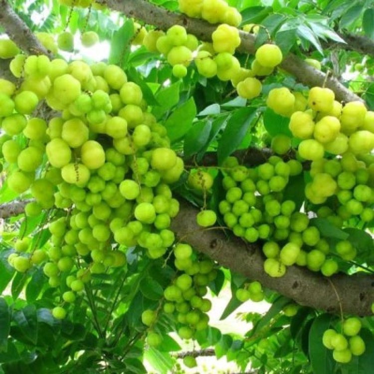 Promising Advantages of Consuming Amla Juice