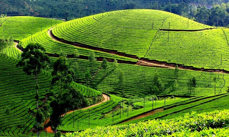 Exploring the Enchanting Beauty of Kerala: God's Own Country